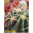 Ферокактус латиспинус (Ferocactus latispinus) 