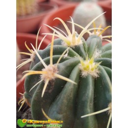 Ферокактус латиспинус (Ferocactus latispinus)