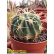 Ферокактус латиспинус (Ferocactus latispinus) 