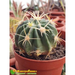 Ферокактус латиспинус (Ferocactus latispinus)