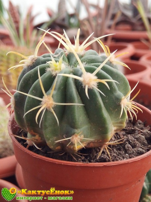 Ферокактус латиспинус (Ferocactus latispinus) 