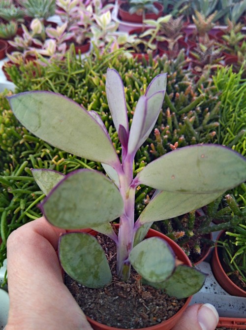 Черенок крестовник крассикаулис (senecio crassicaulis)