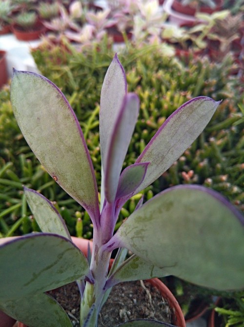 Черенок крестовник крассикаулис (senecio crassicaulis)