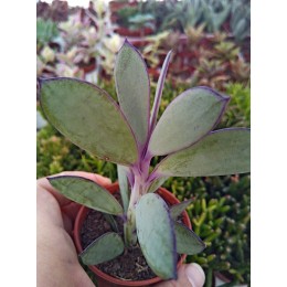 Черенок крестовник крассикаулис (senecio crassicaulis)