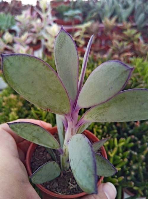 Черенок крестовник крассикаулис (senecio crassicaulis)