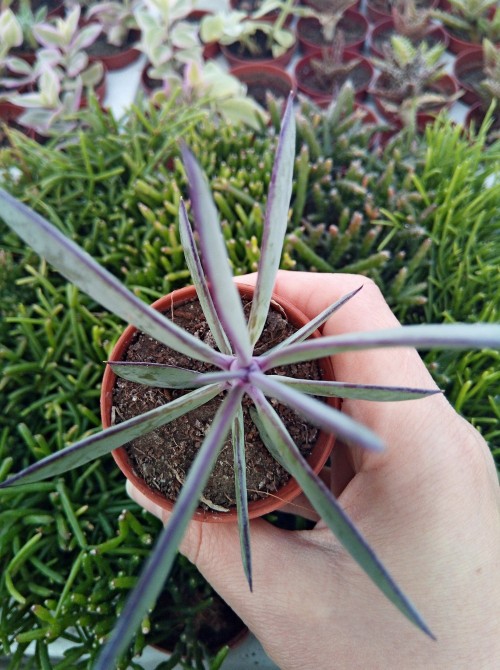 Черенок крестовник крассикаулис (senecio crassicaulis)