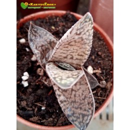 Гастерия гибридная  №3