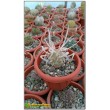 Тефрокактус артикулатус (Tephrocactus articulatus v. Papyracanthus)