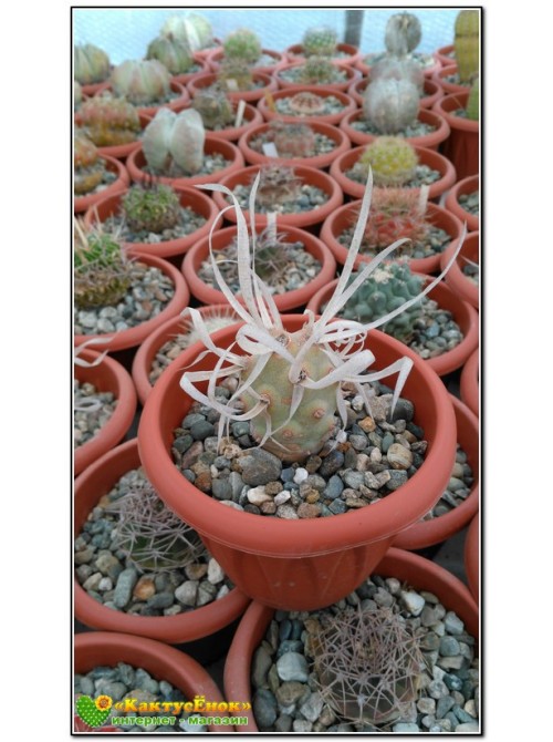 Тефрокактус артикулатус (Tephrocactus articulatus v. Papyracanthus)