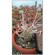 Тефрокактус артикулатус (Tephrocactus articulatus v. Papyracanthus)