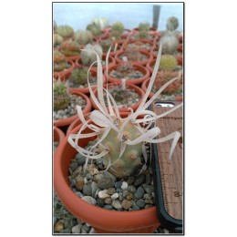 Тефрокактус артикулатус (Tephrocactus articulatus v. Papyracanthus)