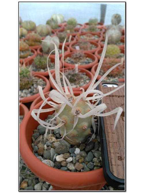 Тефрокактус артикулатус (Tephrocactus articulatus v. Papyracanthus)