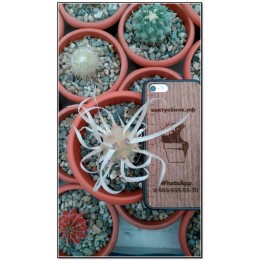 Тефрокактус артикулатус (Tephrocactus articulatus v. Papyracanthus)