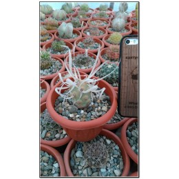 Тефрокактус артикулатус (Tephrocactus articulatus v. Papyracanthus)