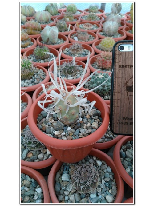 Тефрокактус артикулатус (Tephrocactus articulatus v. Papyracanthus)