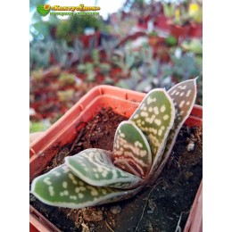 Гастерия гибридная  №4