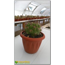 Гимнокалициум Сальо (Gymnocalycium saglione, гимнокалициум саглионис)