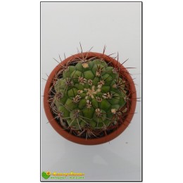 Гимнокалициум Сальо (Gymnocalycium saglione, гимнокалициум саглионис)