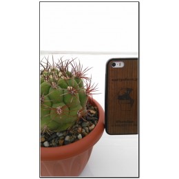 Гимнокалициум Сальо (Gymnocalycium saglione, гимнокалициум саглионис)