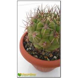 Гимнокалициум Сальо (Gymnocalycium saglione, гимнокалициум саглионис)