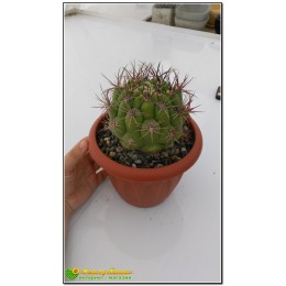 Гимнокалициум Сальо (Gymnocalycium saglione, гимнокалициум саглионис)