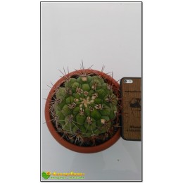 Гимнокалициум Сальо (Gymnocalycium saglione, гимнокалициум саглионис)