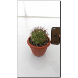 Гимнокалициум Сальо (Gymnocalycium saglione, гимнокалициум саглионис)