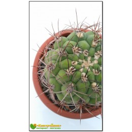 Гимнокалициум Сальо (Gymnocalycium saglione, гимнокалициум саглионис)