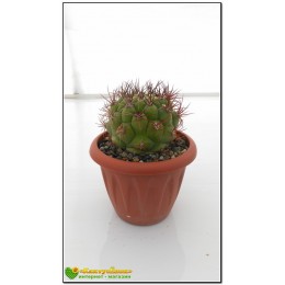 Гимнокалициум Сальо (Gymnocalycium saglione, гимнокалициум саглионис)