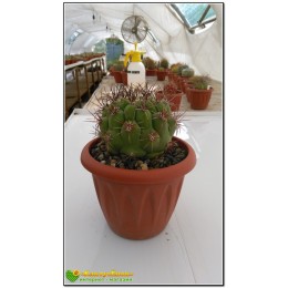 Гимнокалициум Сальо (Gymnocalycium saglione, гимнокалициум саглионис)