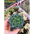 2 листовых черенка Эхеверия Фабиола (Echeveria Fabiola 8070)