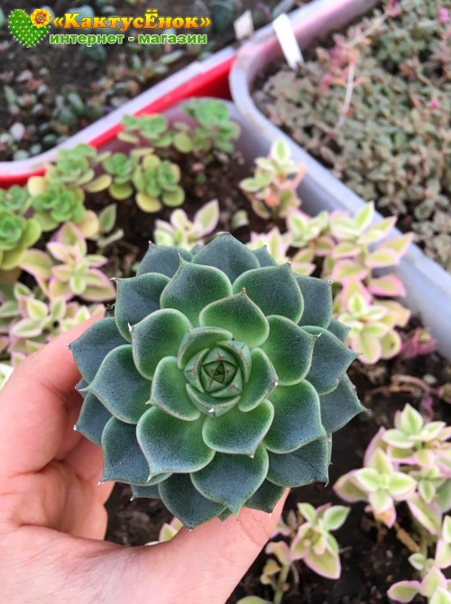 2 листовых черенка Эхеверия Фабиола (Echeveria Fabiola 8070)