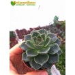 2 листовых черенка Эхеверия Фабиола (Echeveria Fabiola 8070)