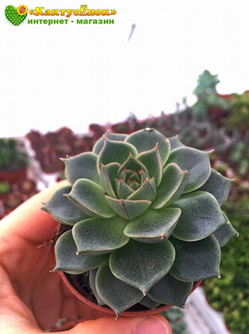 2 листовых черенка Эхеверия Фабиола (Echeveria Fabiola 8070)