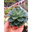 2 листовых черенка Эхеверия Фабиола (Echeveria Fabiola 8070)