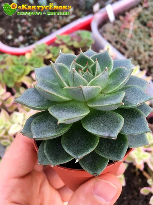 2 листовых черенка Эхеверия Фабиола (Echeveria Fabiola 8070)