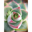 2 листовых черенка Эхеверия Фабиола (Echeveria Fabiola 8070)