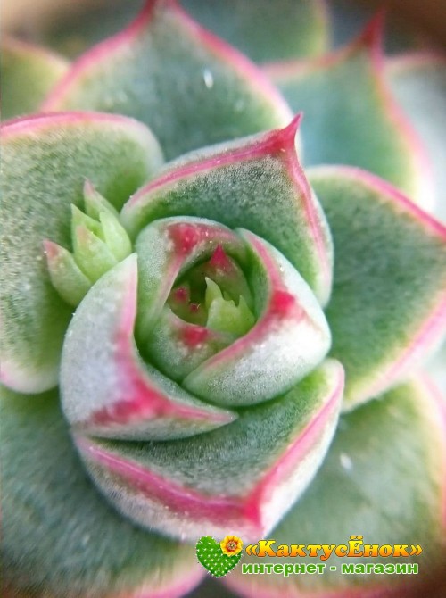 2 листовых черенка Эхеверия Фабиола (Echeveria Fabiola 8070)