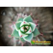 2 листовых черенка Эхеверия Фабиола (Echeveria Fabiola 8070)