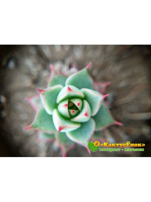 2 листовых черенка Эхеверия Фабиола (Echeveria Fabiola 8070)