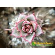 2 листовых черенка Эхеверия Фабиола (Echeveria Fabiola 8070)