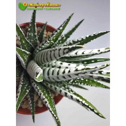 Хавортия Фасциата культивар Альба (Haworthia Fasciata Alba, хавортия фасциата альба)