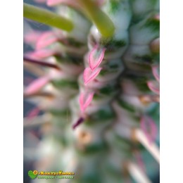 Молочай сосочковый вариегатный (Euphorbia mammillaris f. variegata 8065, эуфорбия маммилярис вариегата)