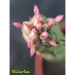 Молочай сосочковый вариегатный (Euphorbia mammillaris f. variegata 8065, эуфорбия маммилярис вариегата)