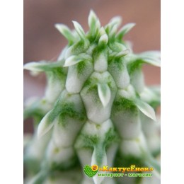 Молочай сосочковый вариегатный (Euphorbia mammillaris f. variegata 8065, эуфорбия маммилярис вариегата)