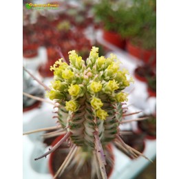 Молочай сосочковый вариегатный (Euphorbia mammillaris f. variegata 8065, эуфорбия маммилярис вариегата)