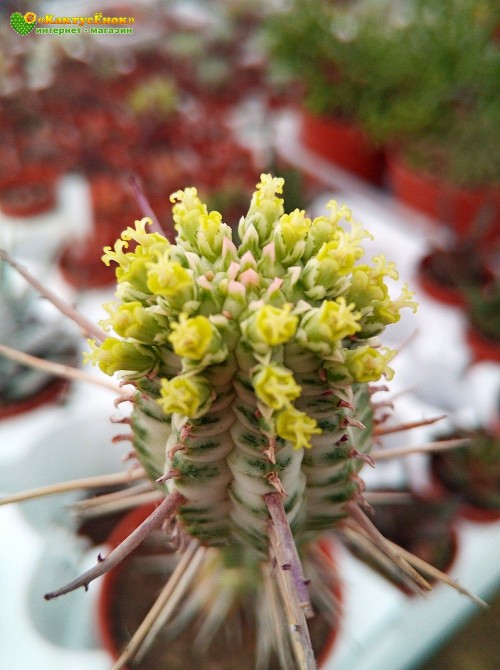 Молочай сосочковый вариегатный (Euphorbia mammillaris f. variegata 8065, эуфорбия маммилярис вариегата)