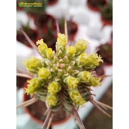 Молочай сосочковый вариегатный (Euphorbia mammillaris f. variegata 8065, эуфорбия маммилярис вариегата)
