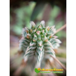 Молочай сосочковый вариегатный (Euphorbia mammillaris f. variegata 8065, эуфорбия маммилярис вариегата)
