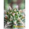 Молочай сосочковый вариегатный (Euphorbia mammillaris f. variegata 8065, эуфорбия маммилярис вариегата)